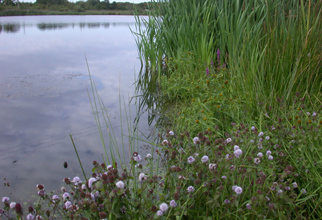 Eutrophic Lakes